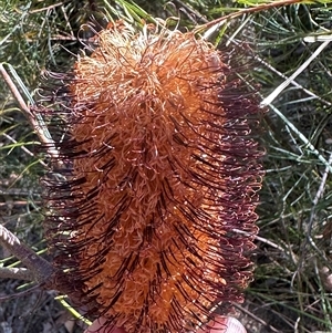 Banksia spinulosa at Tullarwalla, NSW - 15 Sep 2024 02:31 PM