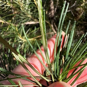 Banksia spinulosa at Tullarwalla, NSW - 15 Sep 2024 02:31 PM