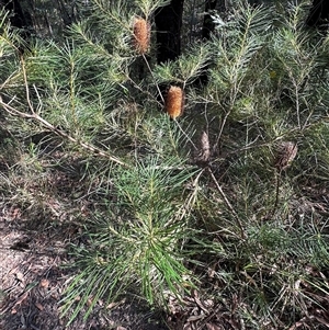 Banksia spinulosa at Tullarwalla, NSW - 15 Sep 2024 02:31 PM