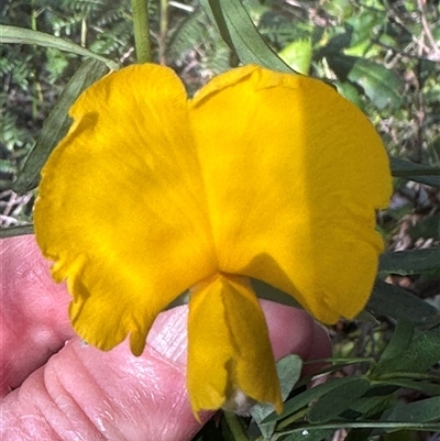 Gompholobium latifolium (Golden Glory Pea, Giant Wedge-pea) at Tullarwalla, NSW - 15 Sep 2024 by lbradley