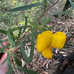 Gompholobium latifolium at Tullarwalla, NSW - 15 Sep 2024 02:30 PM