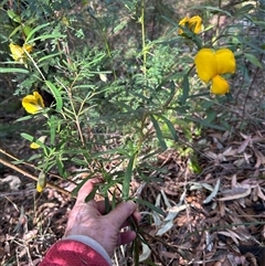 Gompholobium latifolium at Tullarwalla, NSW - 15 Sep 2024 02:30 PM
