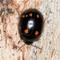 Paropsisterna octosignata (Eucalyptus leaf beetle) at Bruce, ACT - 20 Sep 2024 by kasiaaus