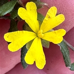 Hibbertia empetrifolia subsp. empetrifolia at Tullarwalla, NSW - 15 Sep 2024 by lbradley