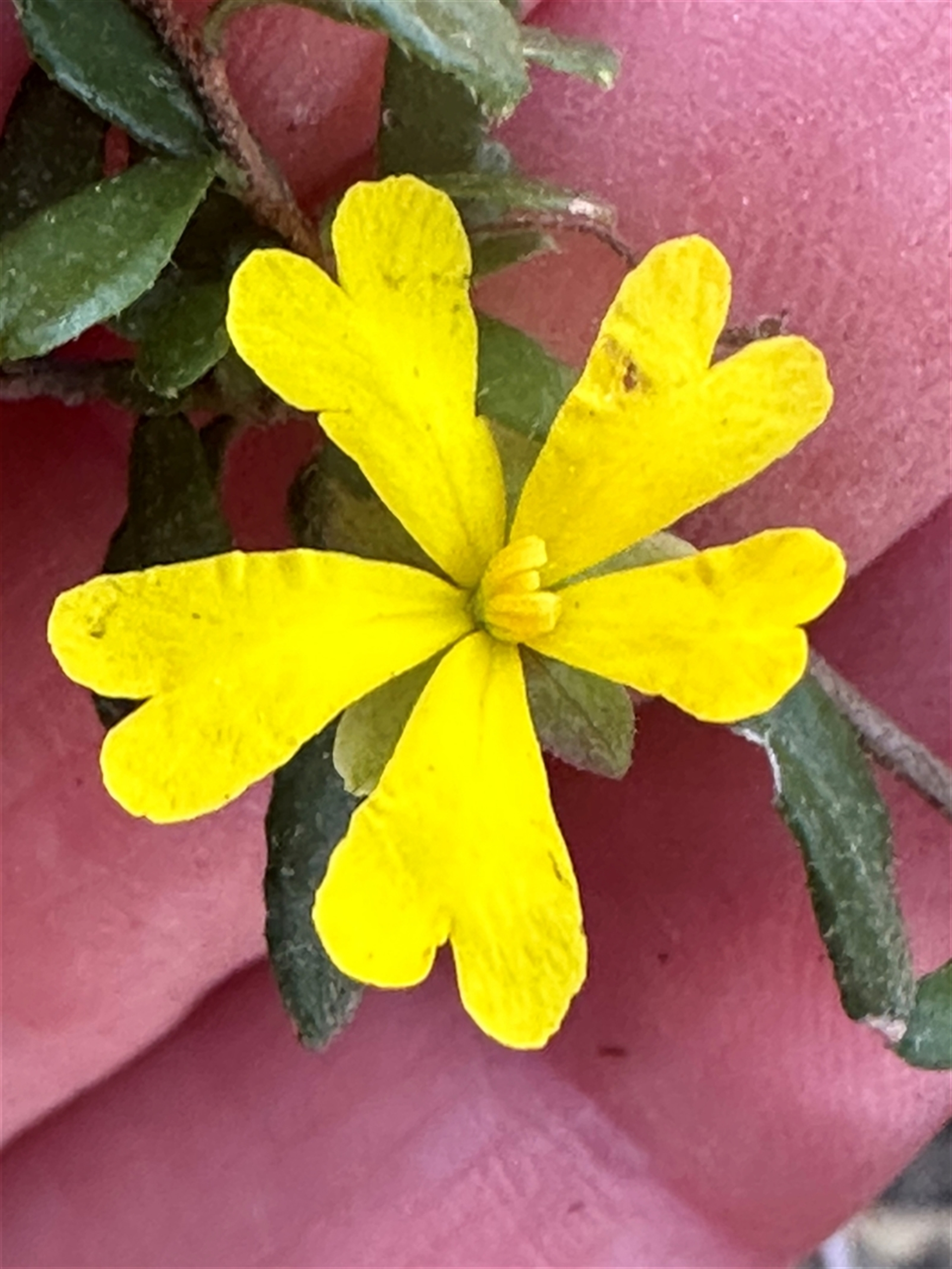 Hibbertia empetrifolia subsp. empetrifolia at Tullarwalla, NSW - 15 Sep 2024 02:24 PM