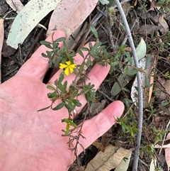 Hibbertia empetrifolia subsp. empetrifolia at Tullarwalla, NSW - 15 Sep 2024 02:24 PM