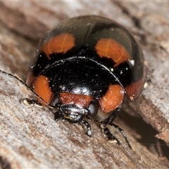 Paropsisterna beata (Blessed Leaf Beetle) at Bruce, ACT - 19 Sep 2024 by kasiaaus