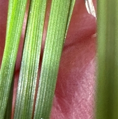 Lomandra filiformis at Tullarwalla, NSW - 15 Sep 2024 02:21 PM