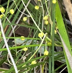 Lomandra filiformis at Tullarwalla, NSW - 15 Sep 2024 02:21 PM
