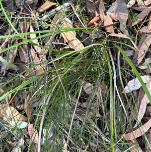 Lomandra filiformis at Tullarwalla, NSW - 15 Sep 2024 02:21 PM