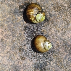 Unverified Snail or Slug (Gastropoda) at Mitchell Plateau, WA - 20 Sep 2024 by Mike