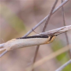 Philobota xiphostola at Gundaroo, NSW - 19 Sep 2024 by ConBoekel