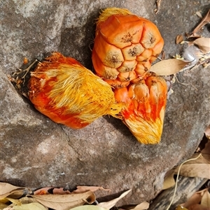 Pandanus tectorius at Mitchell Plateau, WA by Mike