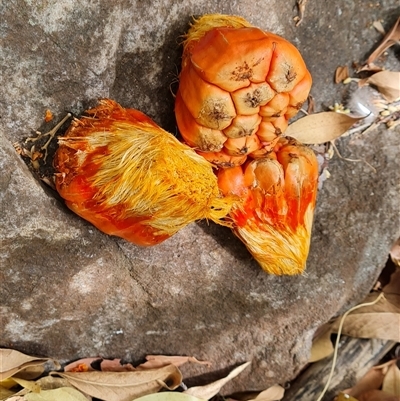 Pandanus tectorius at Mitchell Plateau, WA - 20 Sep 2024 by Mike