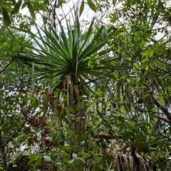 Pandanus (genus) at Mitchell Plateau, WA - 20 Sep 2024 12:53 PM