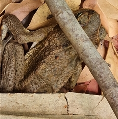 Rhinella marina (Cane Toad) at Mitchell Plateau, WA - 20 Sep 2024 by Mike