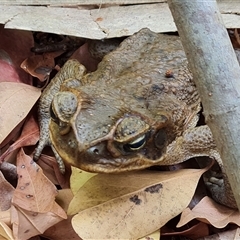 Rhinella marina at Mitchell Plateau, WA - 20 Sep 2024 12:51 PM