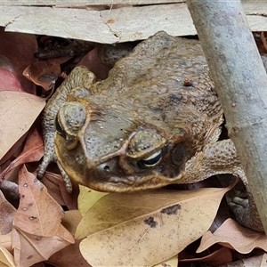 Rhinella marina at Mitchell Plateau, WA - 20 Sep 2024 12:51 PM