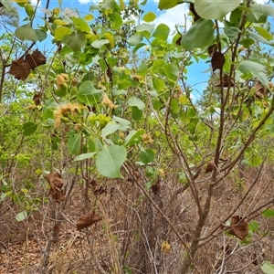 Unidentified Other Shrub at Mitchell Plateau, WA by Mike