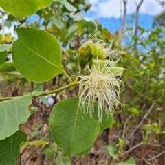 Planchonia careya at Mitchell Plateau, WA - 20 Sep 2024 12:30 PM