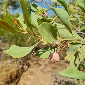 Unidentified at suppressed - 20 Sep 2024