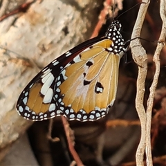 Danaus petilia (Lesser wanderer) at Durack, WA - 19 Sep 2024 by Mike