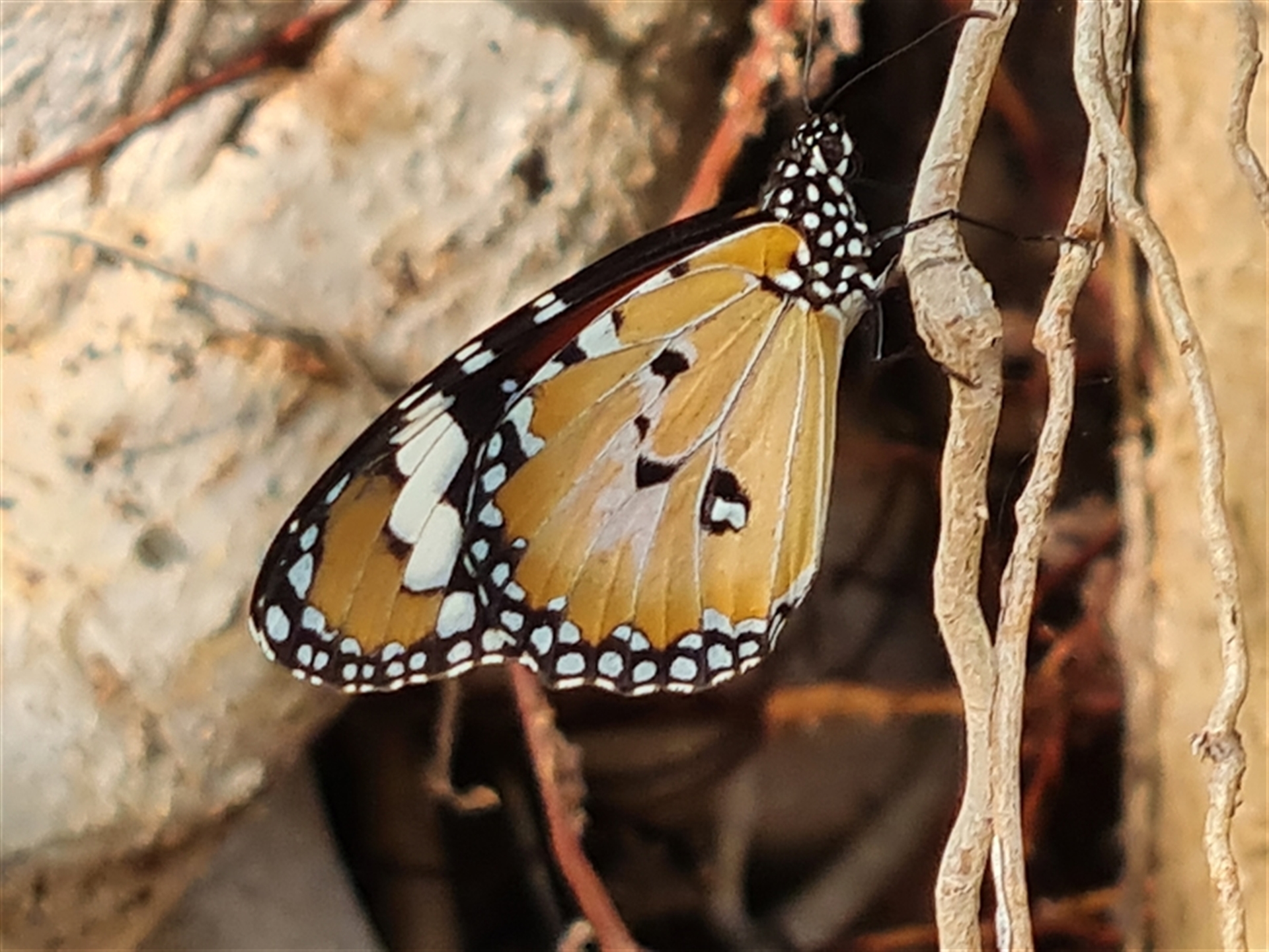 Danaus petilia at Durack, WA - 19 Sep 2024 09:04 AM