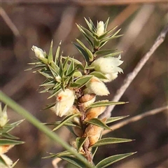 Melichrus urceolatus (Urn Heath) at Gundaroo, NSW - 19 Sep 2024 by ConBoekel