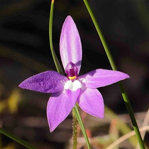 Glossodia major at Gundaroo, NSW - suppressed