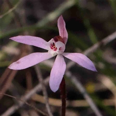 Caladenia fuscata (Dusky Fingers) at Gundaroo, NSW - 19 Sep 2024 by ConBoekel