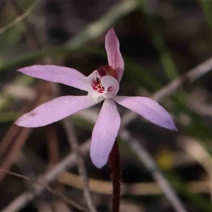 Caladenia fuscata at Gundaroo, NSW - suppressed