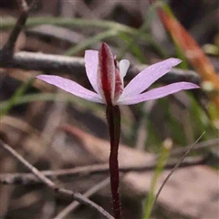 Caladenia fuscata at Gundaroo, NSW - suppressed