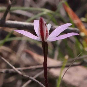 Caladenia fuscata at Gundaroo, NSW - suppressed