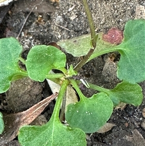 Viola hederacea at Tullarwalla, NSW - 15 Sep 2024