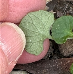 Viola hederacea at Tullarwalla, NSW - 15 Sep 2024