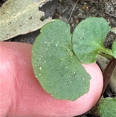 Viola hederacea at Tullarwalla, NSW - 15 Sep 2024