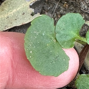 Viola hederacea at Tullarwalla, NSW - 15 Sep 2024