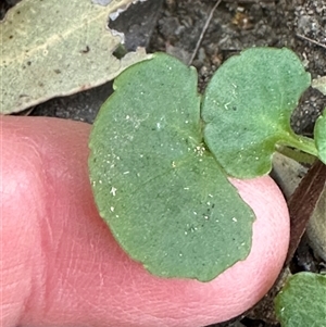 Viola hederacea at Tullarwalla, NSW - 15 Sep 2024 02:15 PM