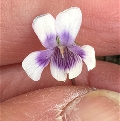 Viola hederacea at Tullarwalla, NSW - 15 Sep 2024 02:15 PM