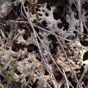 Cladia corallaizon at Gundaroo, NSW - 20 Sep 2024