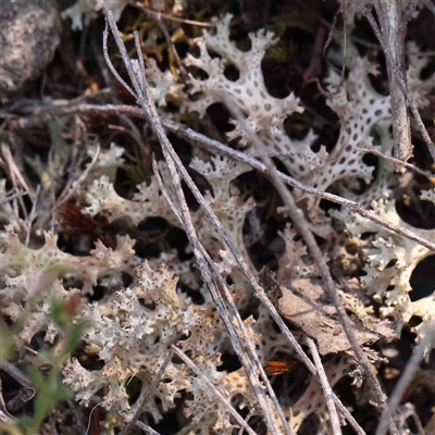 Cladia corallaizon at Gundaroo, NSW - 19 Sep 2024 by ConBoekel