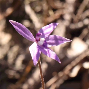 Glossodia major at Gundaroo, NSW - 20 Sep 2024