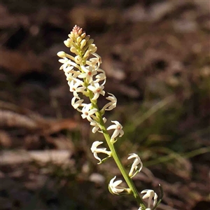 Stackhousia monogyna at Gundaroo, NSW - 20 Sep 2024 09:53 AM