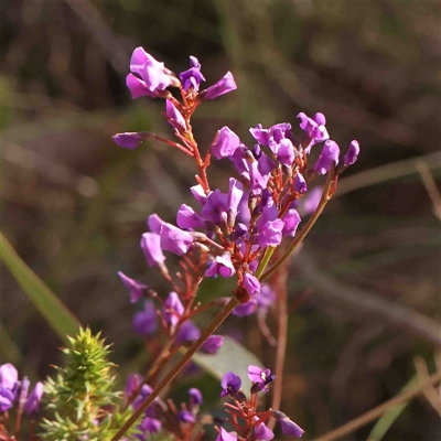Hardenbergia violacea (False Sarsaparilla) at Gundaroo, NSW - 20 Sep 2024 by ConBoekel
