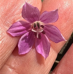 Schelhammera undulata at Tullarwalla, NSW - 15 Sep 2024