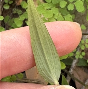 Schelhammera undulata at Tullarwalla, NSW - 15 Sep 2024