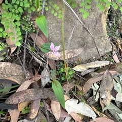 Schelhammera undulata at Tullarwalla, NSW - 15 Sep 2024