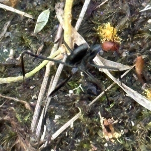 Leptomyrmex erythrocephalus at Tullarwalla, NSW - 15 Sep 2024 02:01 PM