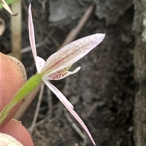 Caladenia carnea at Tullarwalla, NSW - suppressed