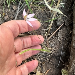 Caladenia carnea at Tullarwalla, NSW - suppressed